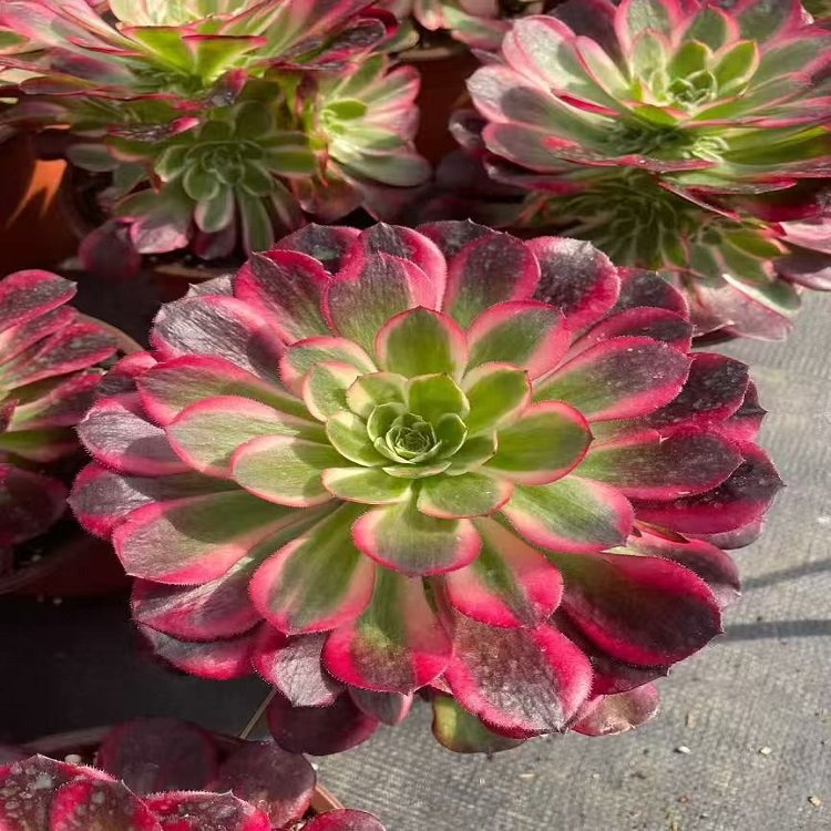 Aeonium Begonia