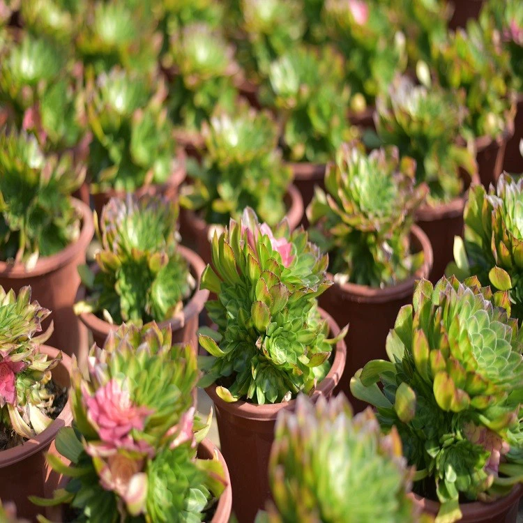 Aeonium Do You Know Single Cut suppliers