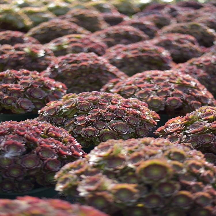 Aeonium 'Lotus Cluster' suppliers