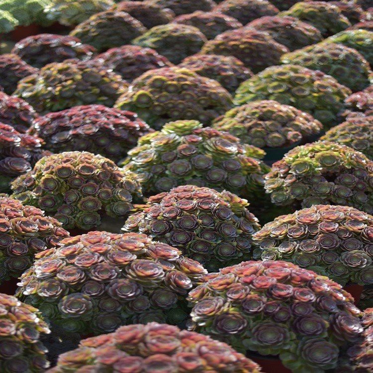 Aeonium 'Lotus Cluster' factory
