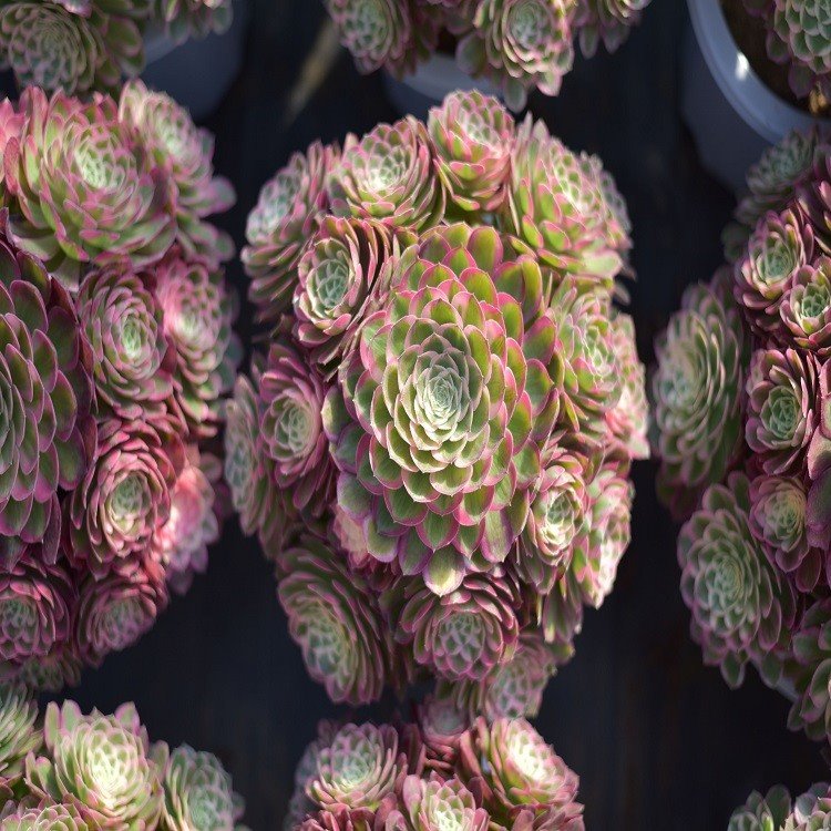 Aeonium Peacock Tail suppliers