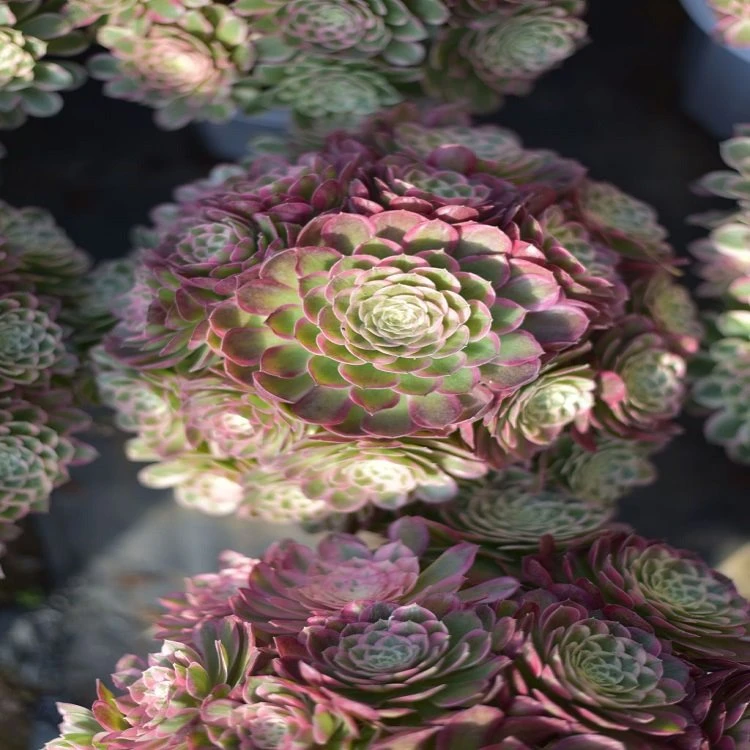Aeonium Peacock Tail