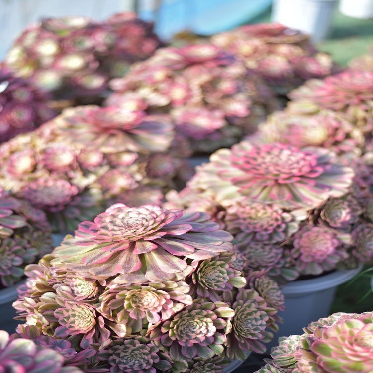Aeonium 'Pink Haze' best