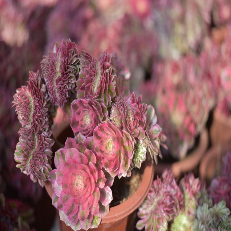 Aeonium Qingcheng Crested factory