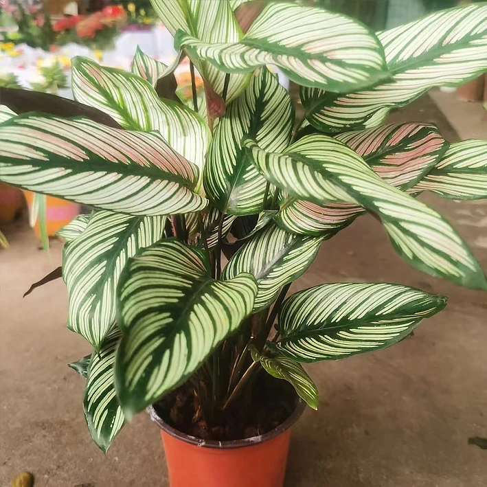 Calathea 'White Star