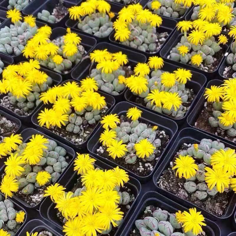 Conophytum Bilobum