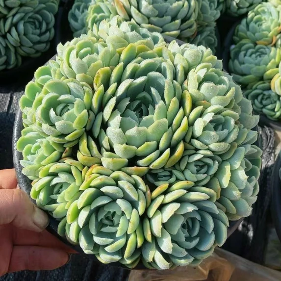 Echeveria 'Berry