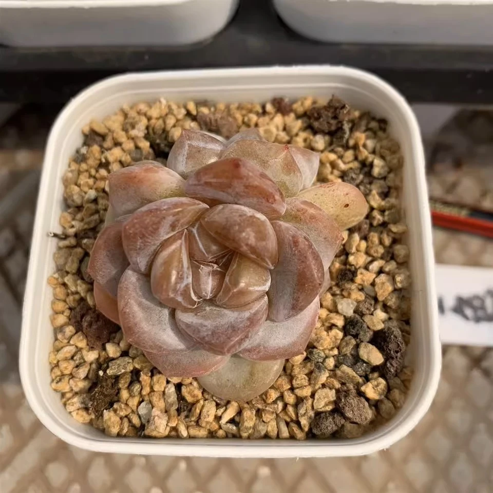 Echeveria ‘Ice Cream’