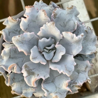 Echeveria 'White Dumpling' Rare Succulent Plants