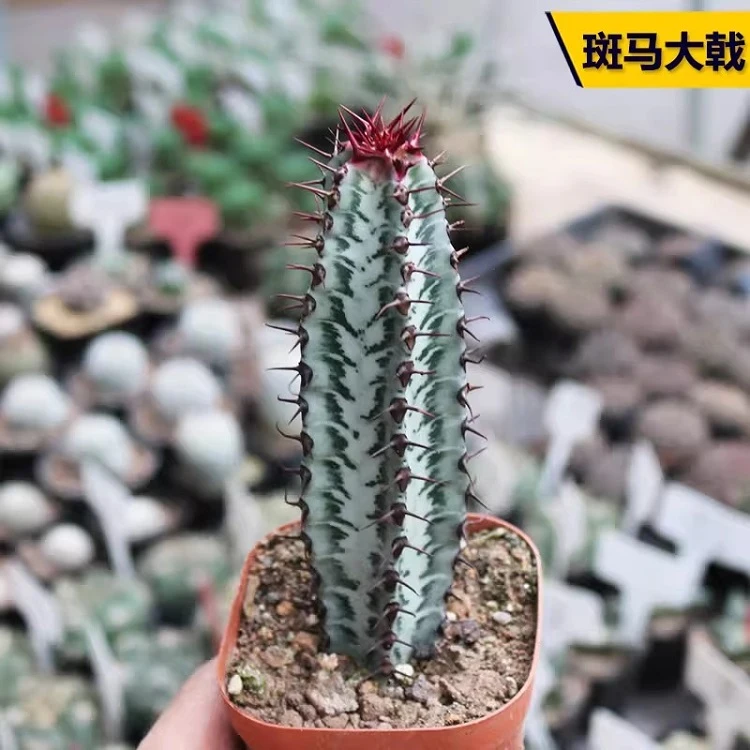 Euphorbia Confinalis Subsp. Rhodesiaca