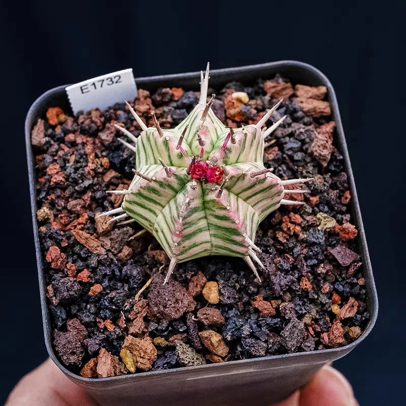 Euphorbia Horrida