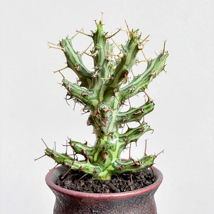 Euphorbia Schizacantha best