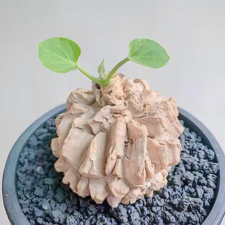 Matelea Cyclophylla