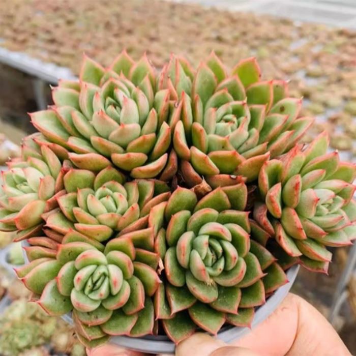 Echeveria Gilva’ Clustering