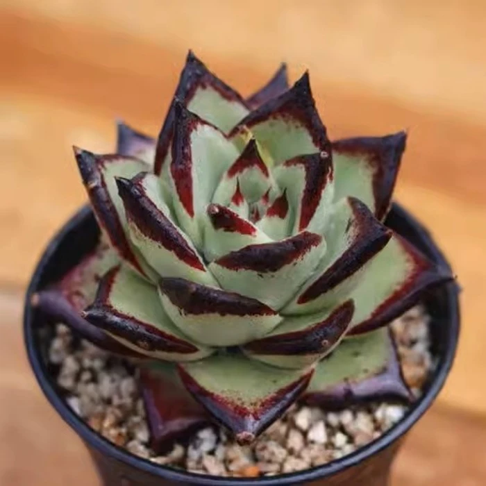 Echeveria Meikuan