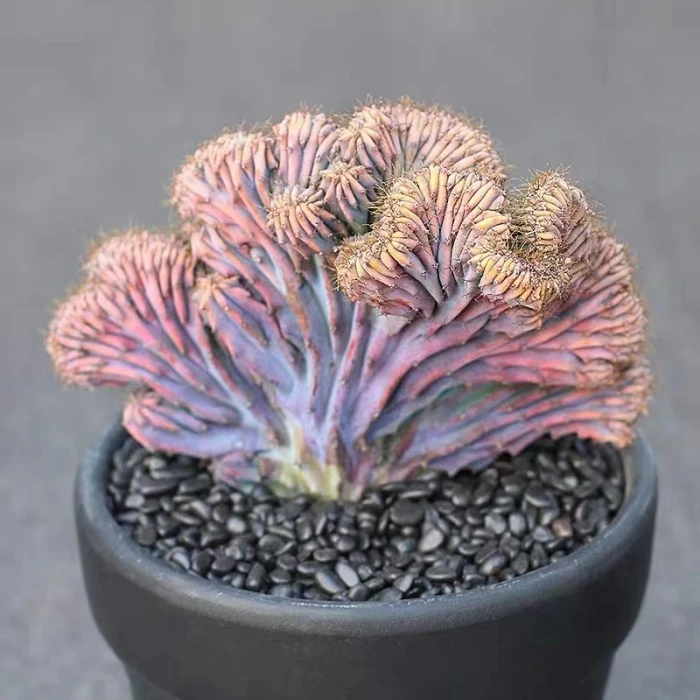 Myrtillocactus Geometrizans