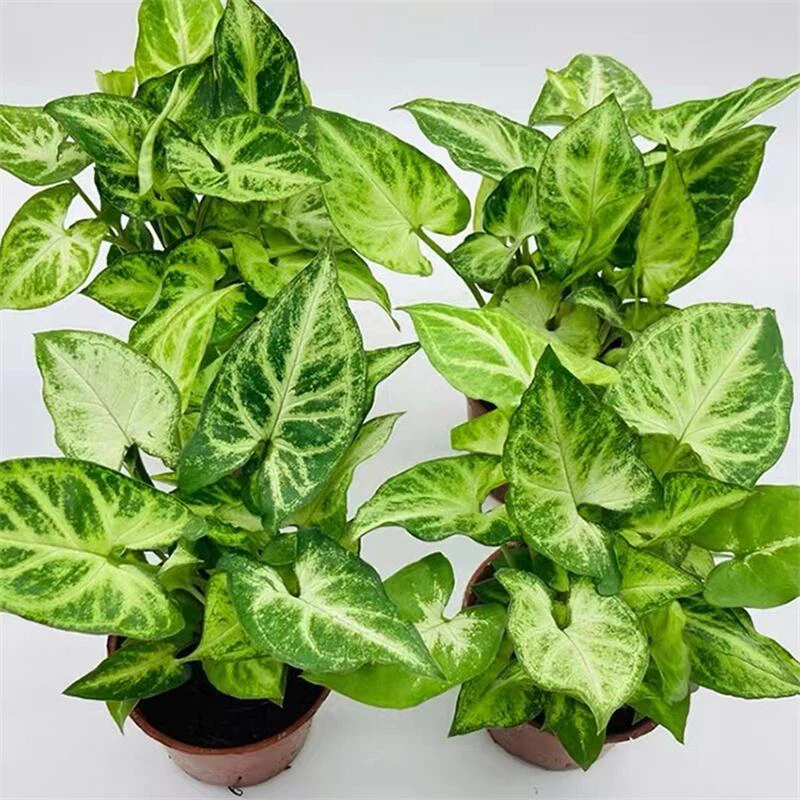 Syngonium Podophyllum Neon Robusta